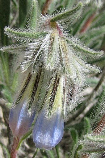 Onosma mirabilis