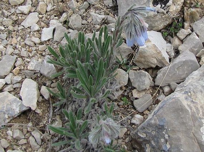 Onosma mirabilis