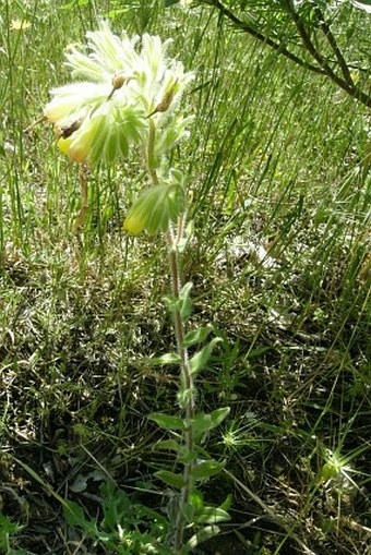 Onosma oreodoxa