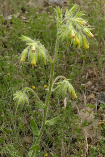 Onosma oreodoxa