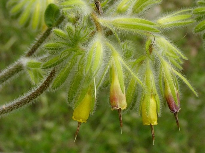 ONOSMA OREODOXA Boiss. et Heldr. - ruměnice / rumenica