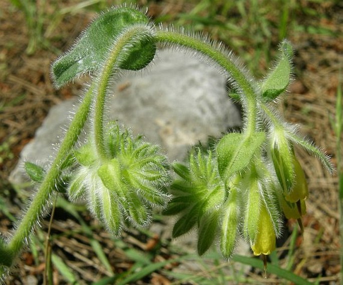 Onosma oreodoxa