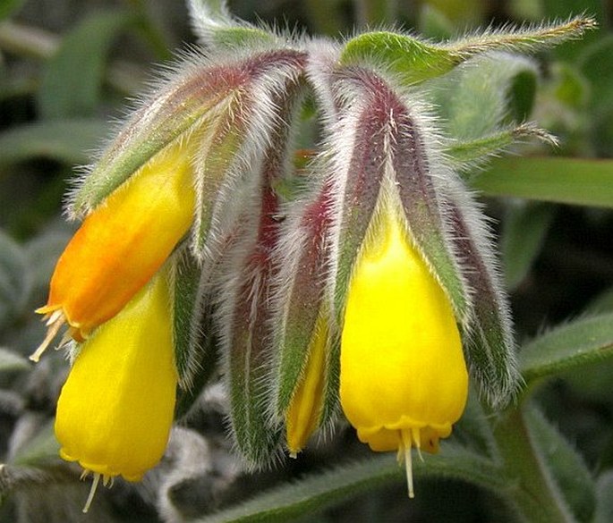 ONOSMA RUTILUM Hub.-Mor. - ruměnice / rumenica