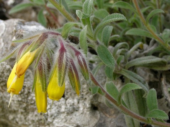 Onosma rutilum