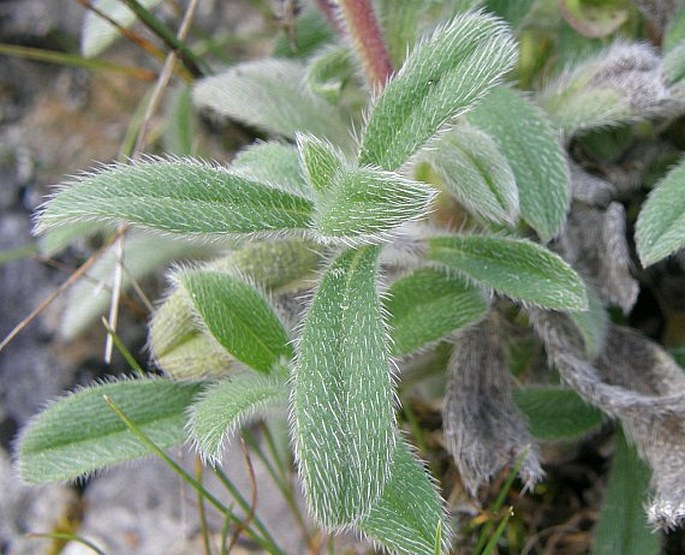 Onosma rutilum