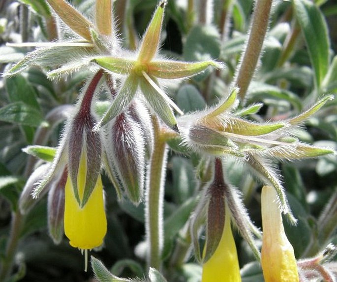 Onosma rutilum