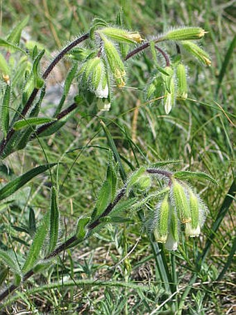 Onosma visianii