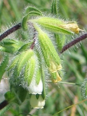 Onosma visianii