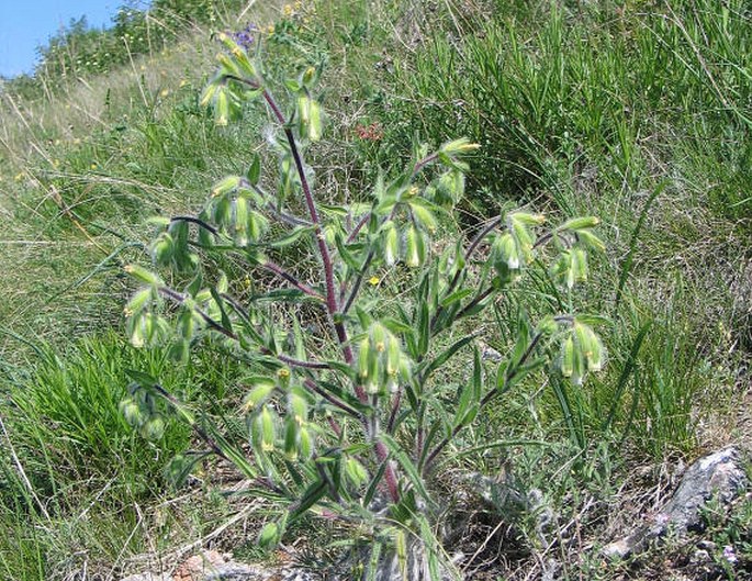 ONOSMA VISIANII Clementi  - ruměnice krasová / rumenica Visianiho