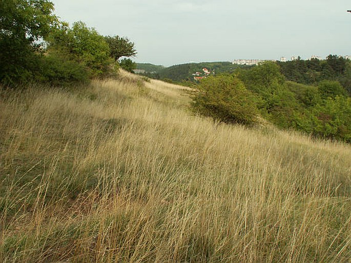 Praha, Opatřilka - Červený lom