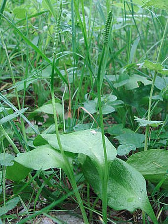 Ophioglossum vulgatum