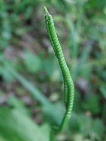 Ophioglossum vulgatum