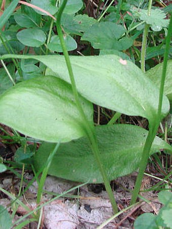 Ophioglossum vulgatum