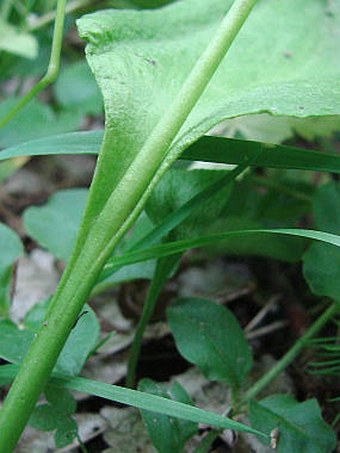 Ophioglossum vulgatum