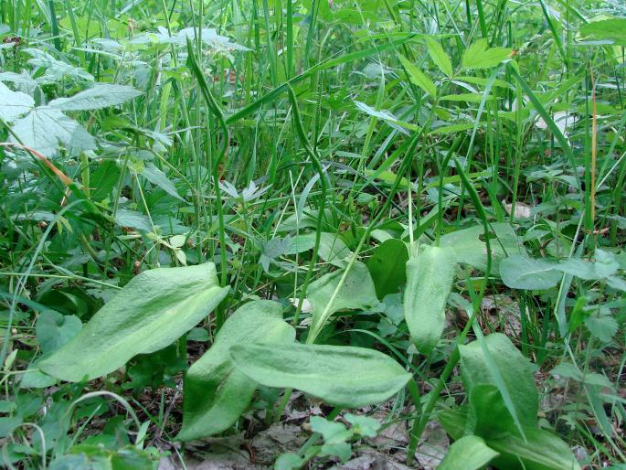 Ophioglossum vulgatum