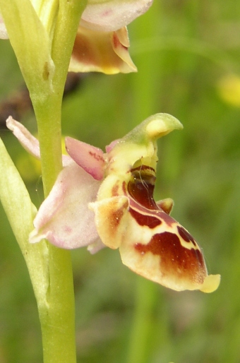 Ophrys holosericea subsp. holubyana