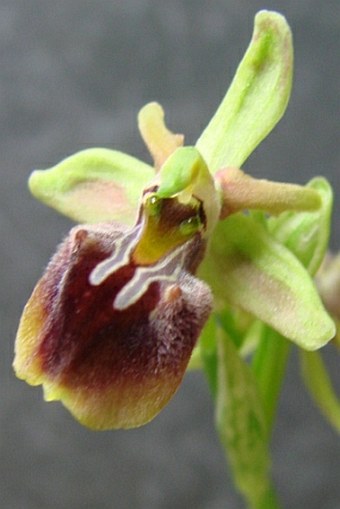 Ophrys alasiatica