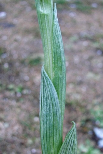 Ophrys alasiatica