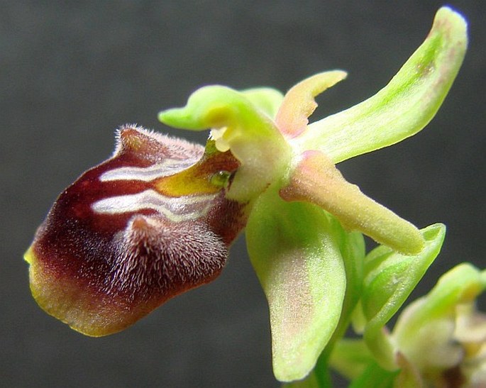 Ophrys alasiatica