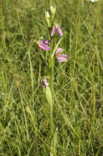 Ophrys apifera