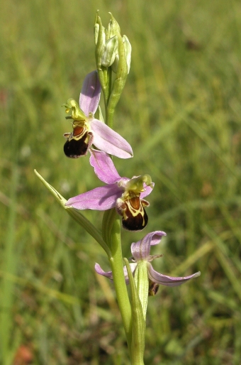 Ophrys apifera