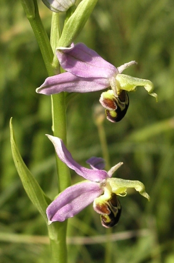 Ophrys apifera