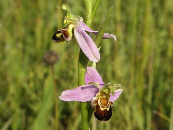 Ophrys apifera