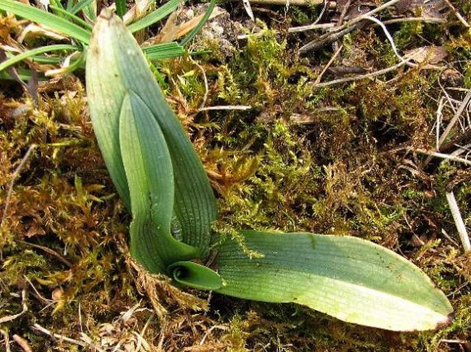 Ophrys apifera