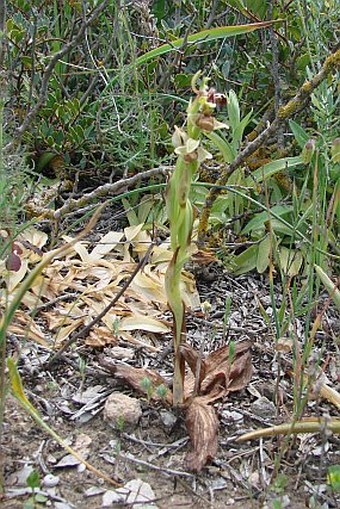 Ophrys attica