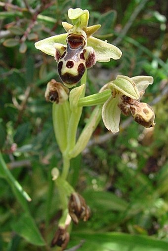 Ophrys attica