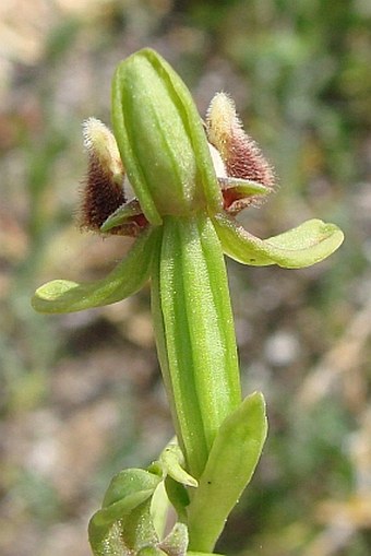 Ophrys attica