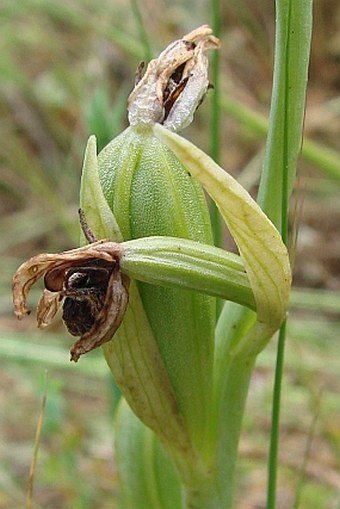 Ophrys attica