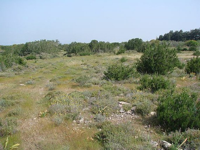 Ophrys attica