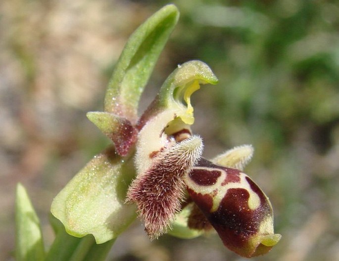 Ophrys attica