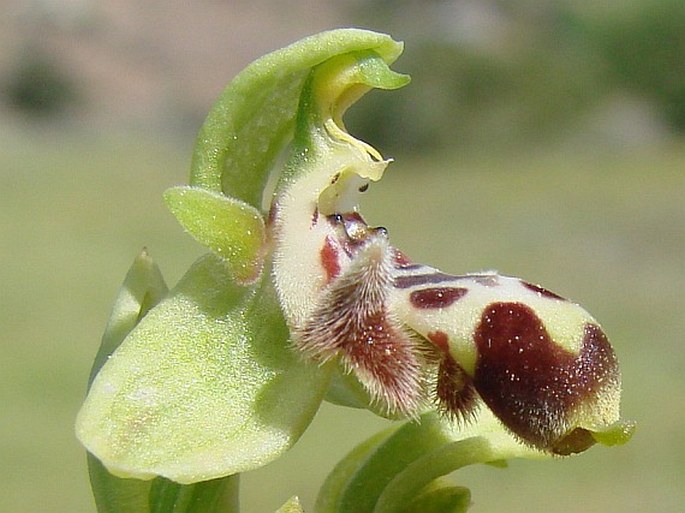 Ophrys attica