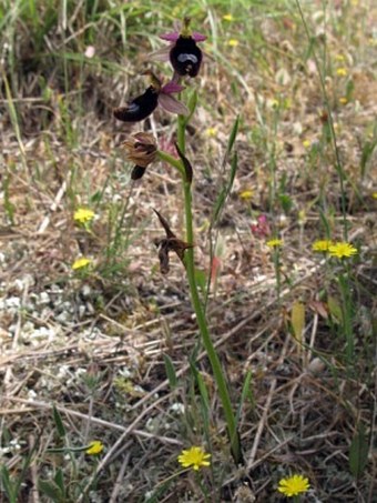 Ophrys bertolonii