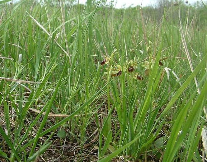 Ophrys sphegodes