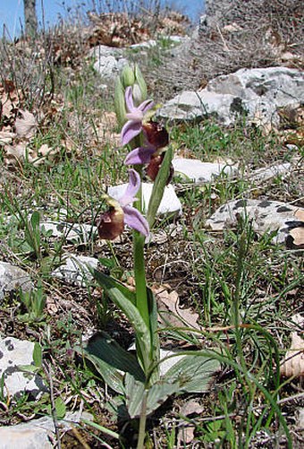 Ophrys biscutella