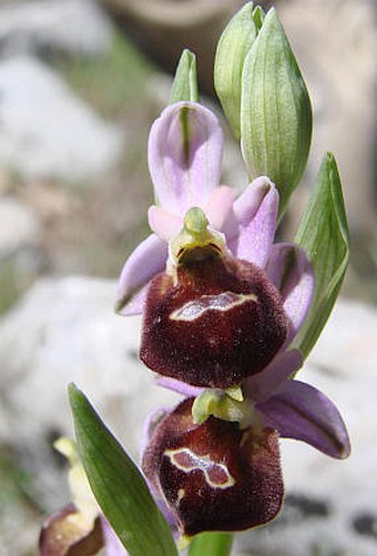 Ophrys biscutella