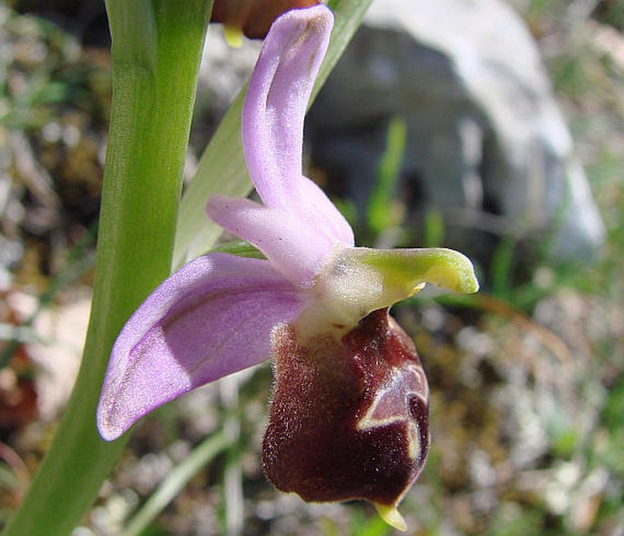 Ophrys biscutella