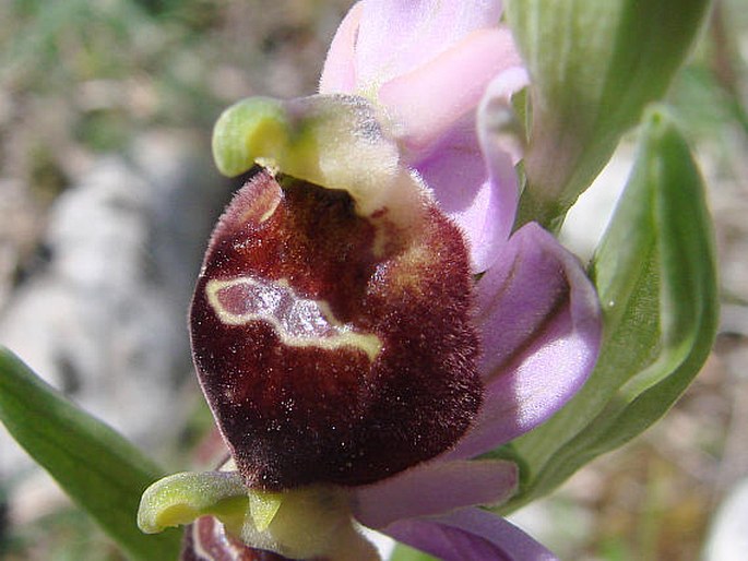 Ophrys biscutella