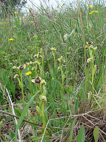 Ophrys bombyliflora