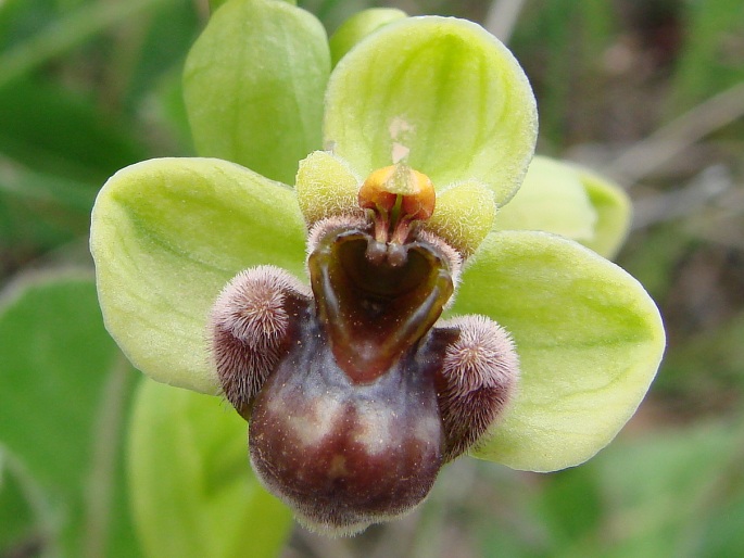 Ophrys bombyliflora