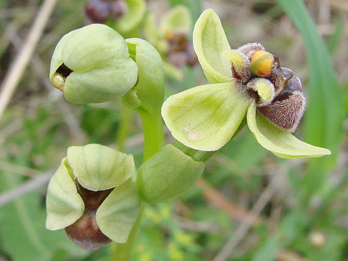 Ophrys bombyliflora