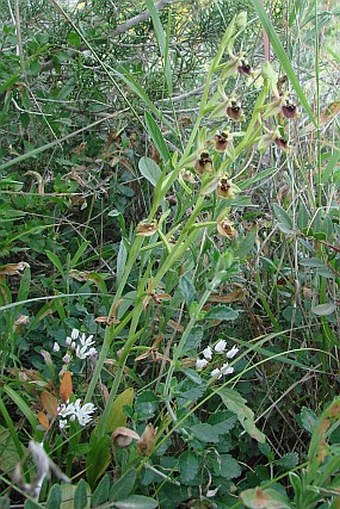 Ophrys bornmuelleri