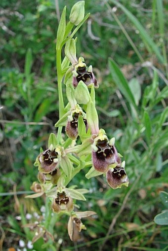 Ophrys bornmuelleri