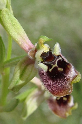 Ophrys bornmuelleri