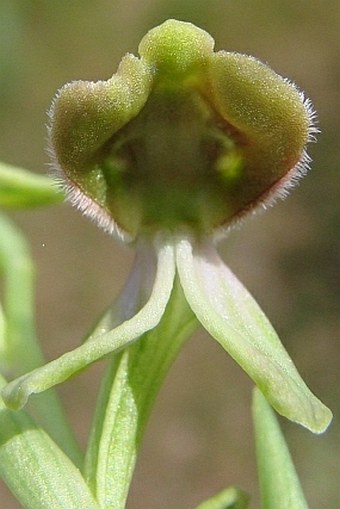 Ophrys bornmuelleri