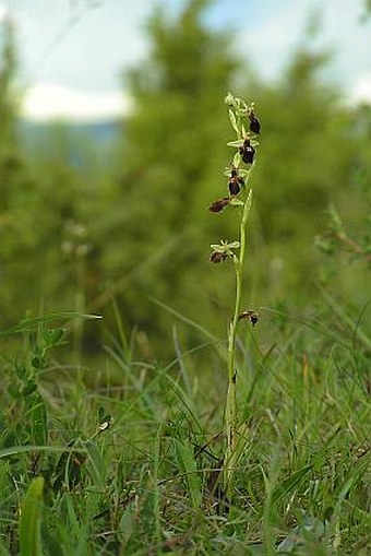 Ophrys holoserica subsp. holubyana × Ophrys insectifera