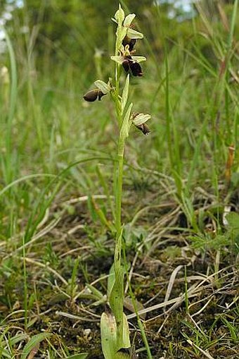 Ophrys holoserica subsp. holubyana × Ophrys insectifera